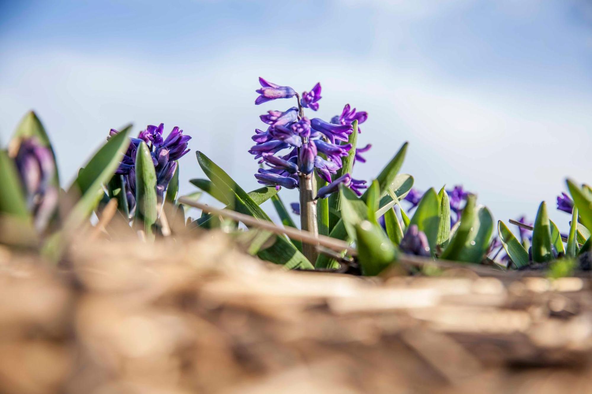 Vakantiehuisje Bloem 4 Personen Stolpen ภายนอก รูปภาพ