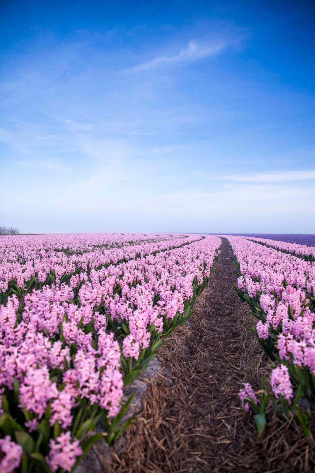 Vakantiehuisje Bloem 4 Personen Stolpen ภายนอก รูปภาพ