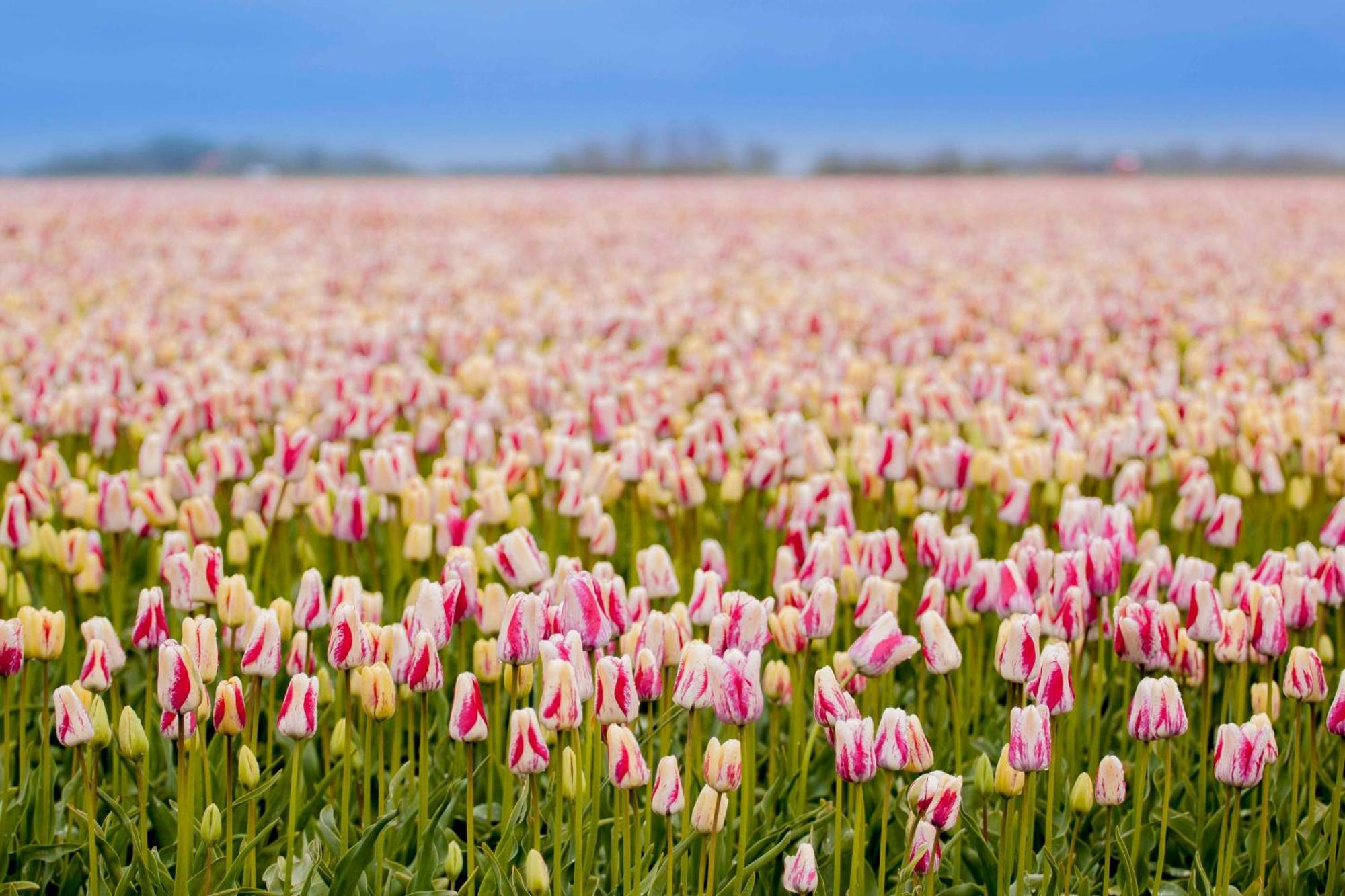 Vakantiehuisje Bloem 4 Personen Stolpen ภายนอก รูปภาพ